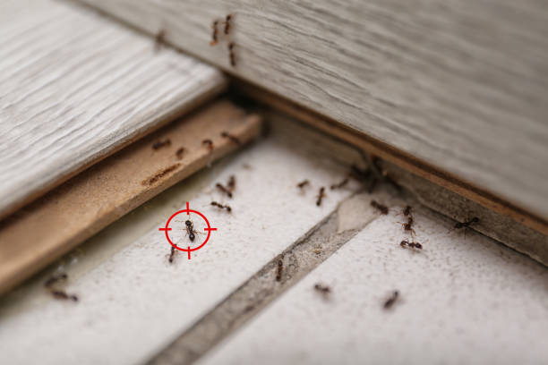 Best Best Pest Control Companies  in Dulce, NM