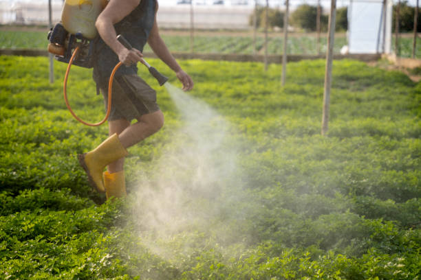 Best Mosquito Control Services  in Dulce, NM