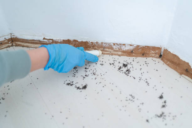 Best Pest Removal Services  in Dulce, NM